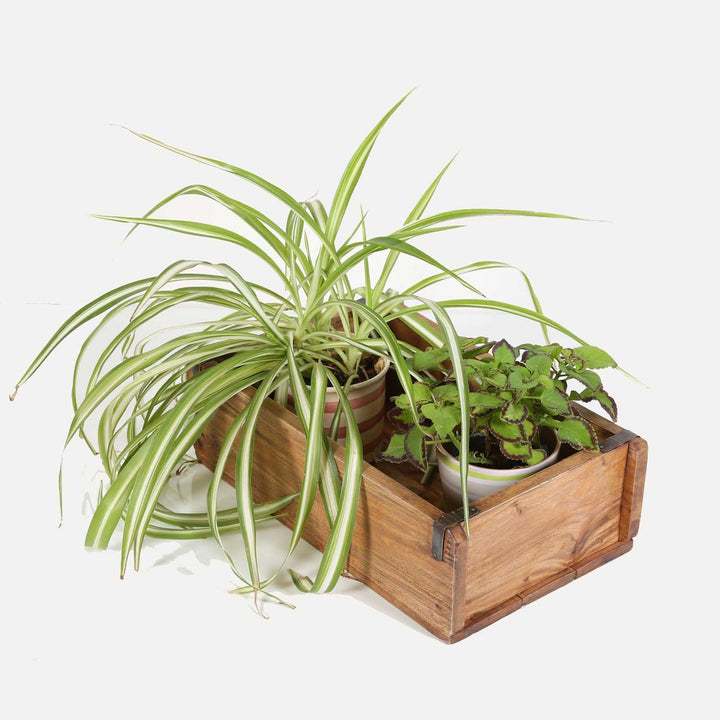 Plant box Gino set of 3